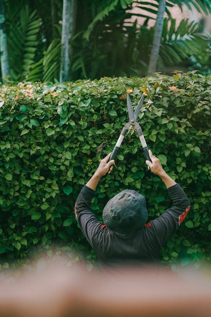 A gardener wearing a dark hat and black outdoor clothing is trimming a dense, neatly shaped hedge with long-handled hedge shears. The hedge has small, glossy green leaves and runs along a garden pathw